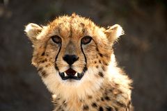 Gepard