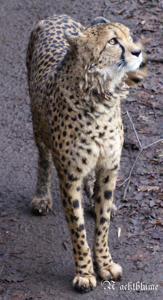 Gepard