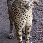 Gepard