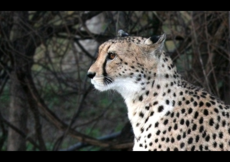 Gepard