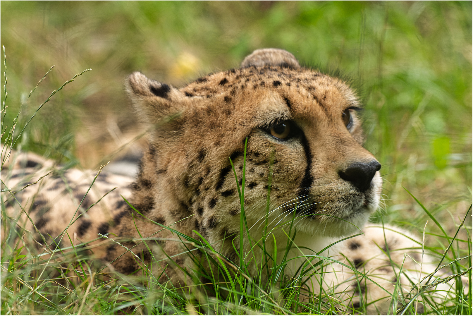 Gepard