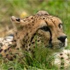 Gepard