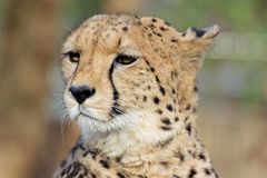 Gepard