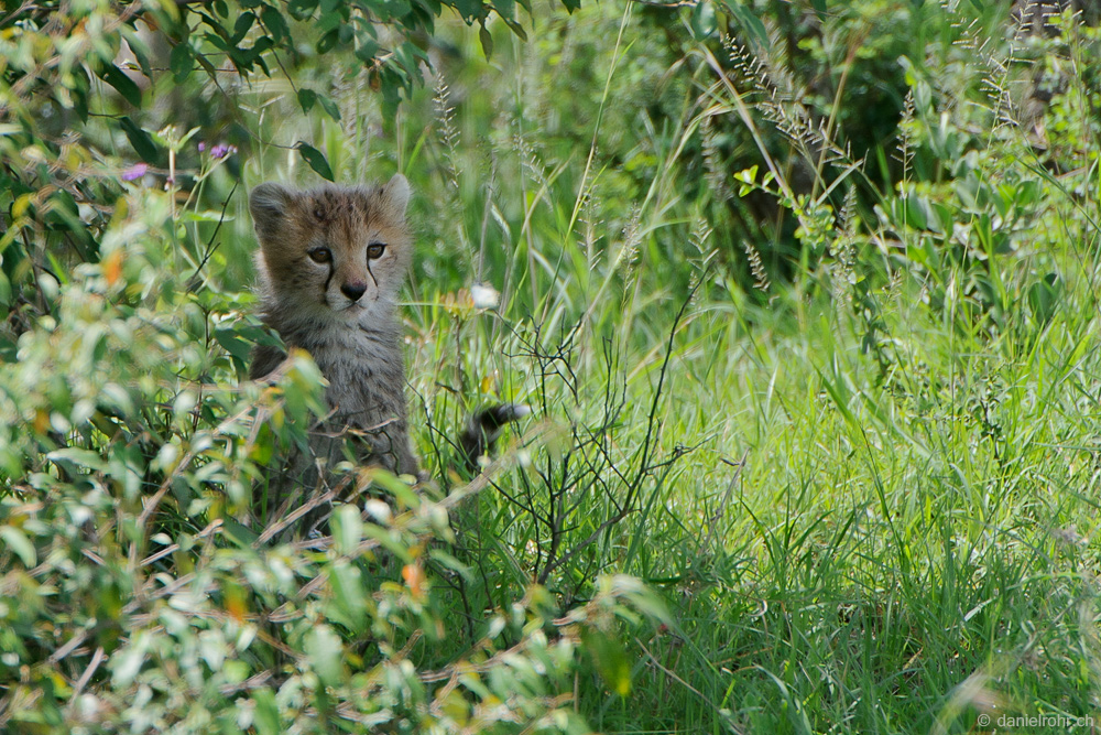 Gepard Baby