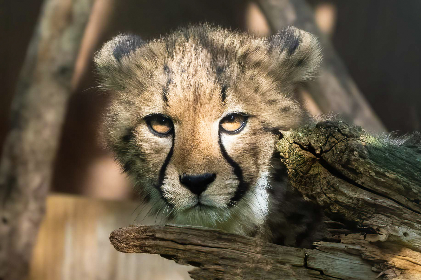 Gepard Baby 