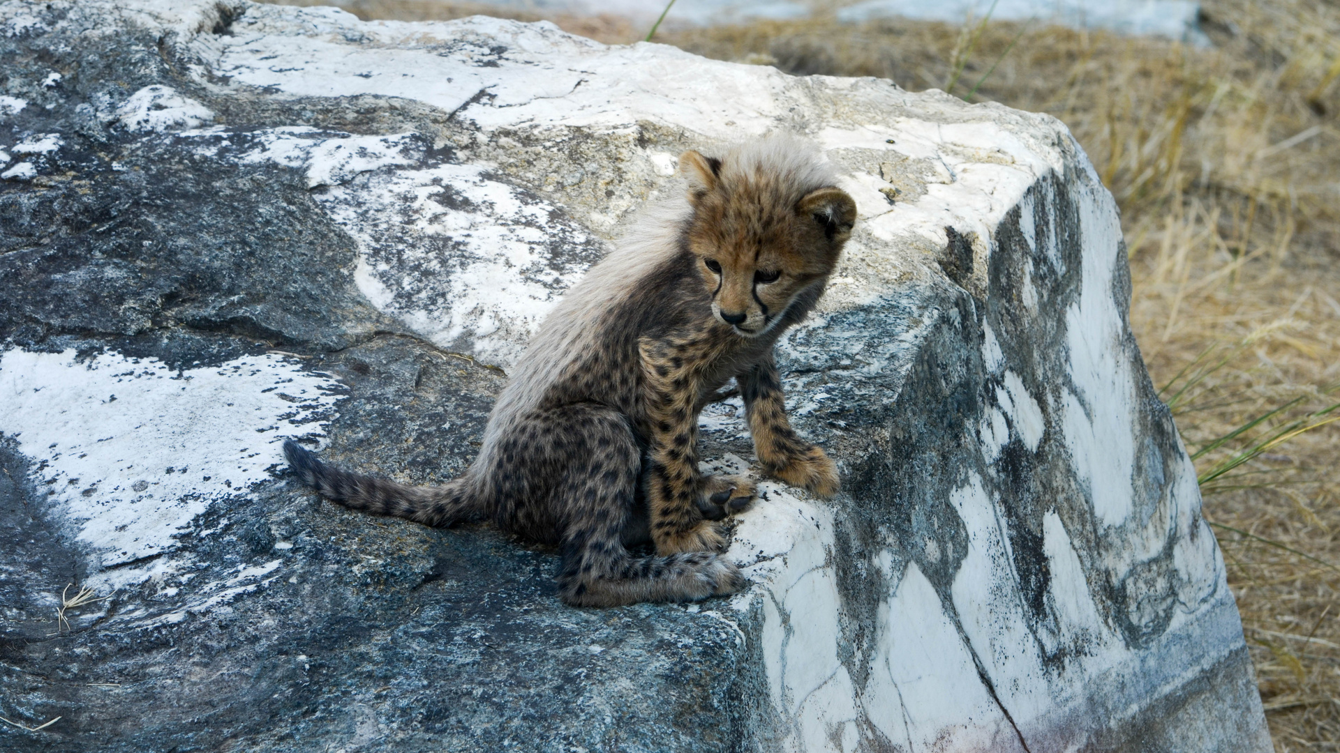Gepard Baby