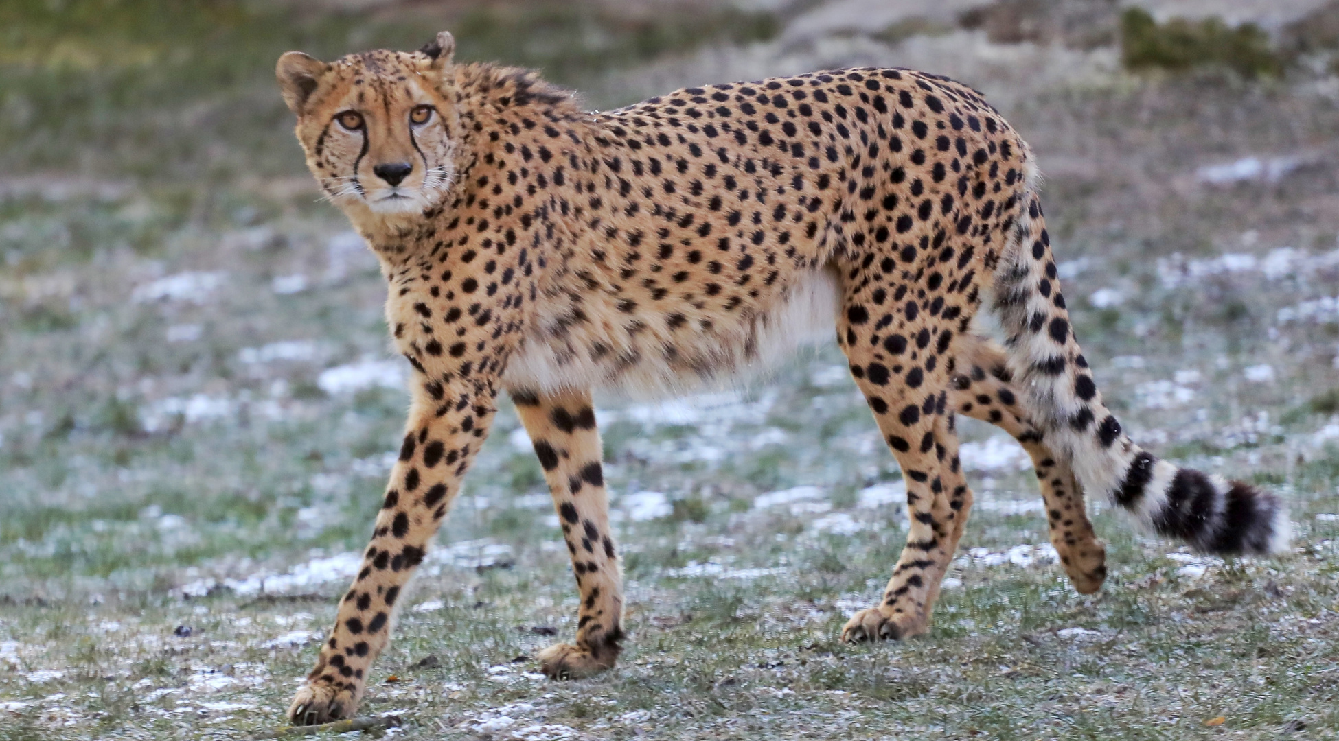 Gepard 