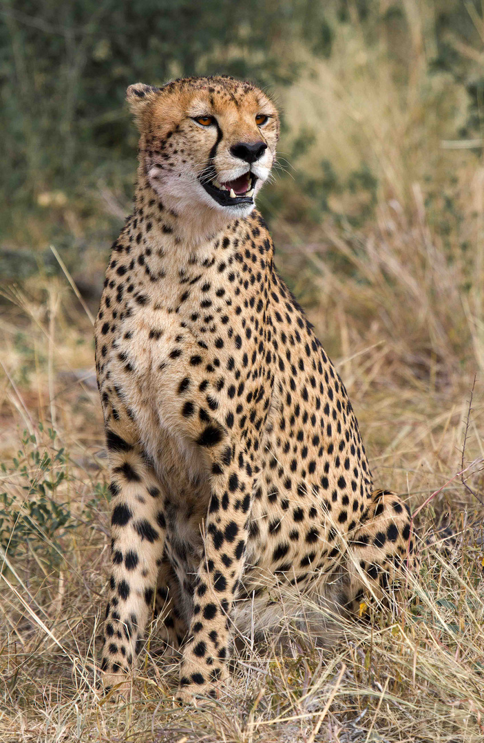 Gepard