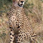 Gepard