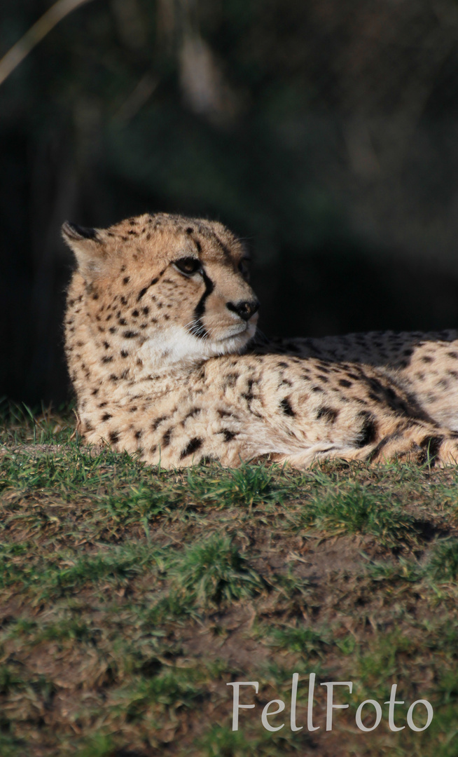 Gepard