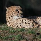 Gepard