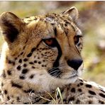 Gepard