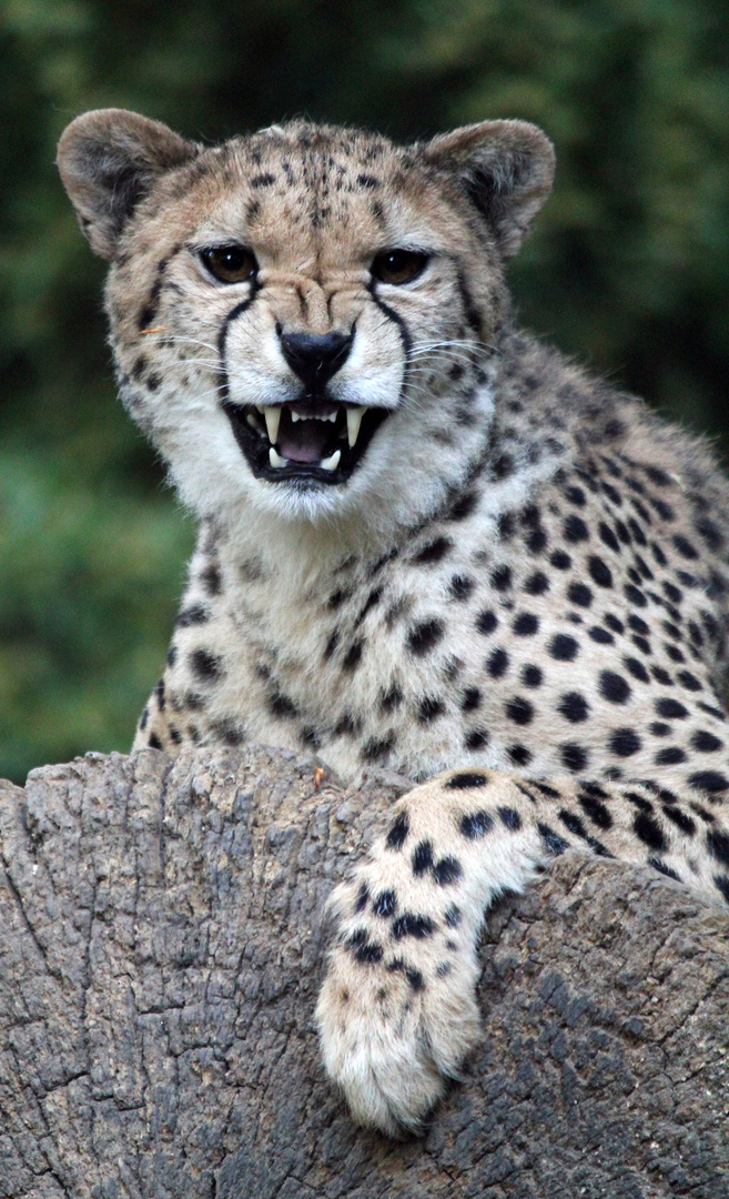 Gepard