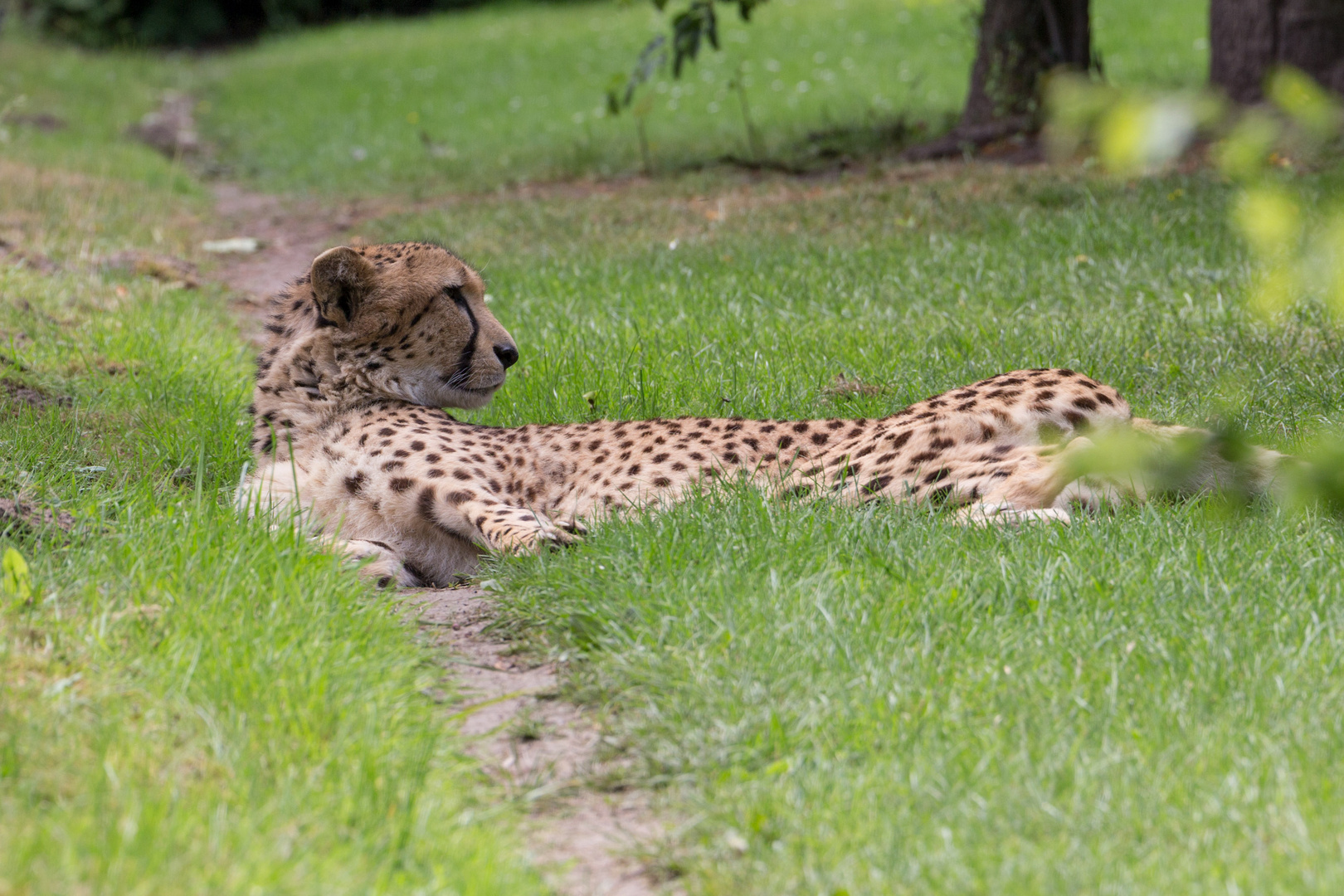 Gepard