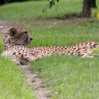 Gepard