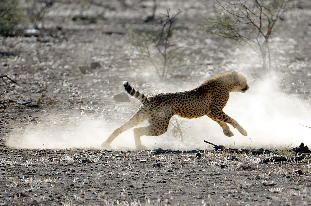 Gepard bei der Jagd