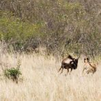 Gepard bei der Jagd