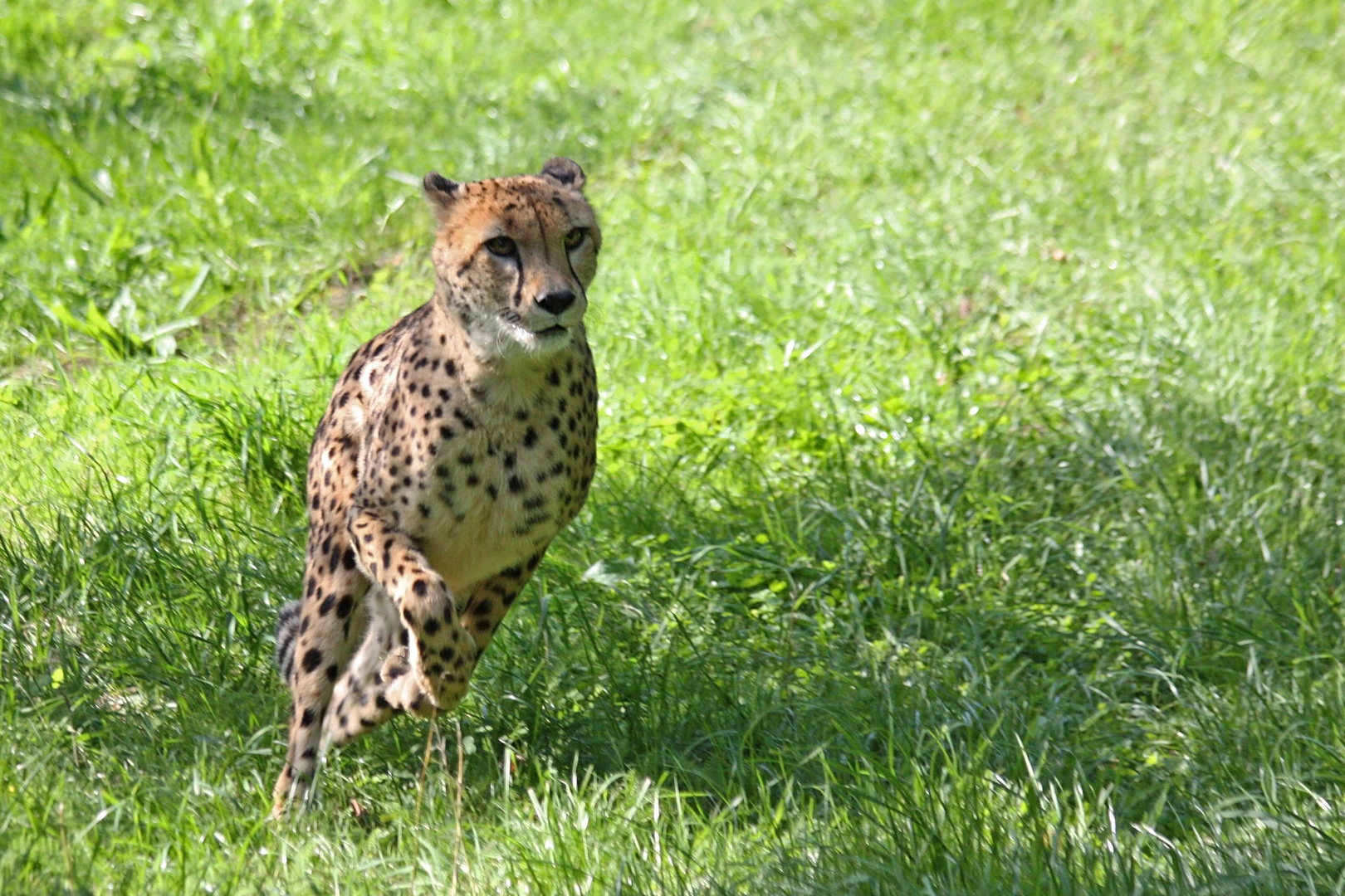 Gepard bei der Jagd