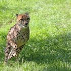 Gepard bei der Jagd