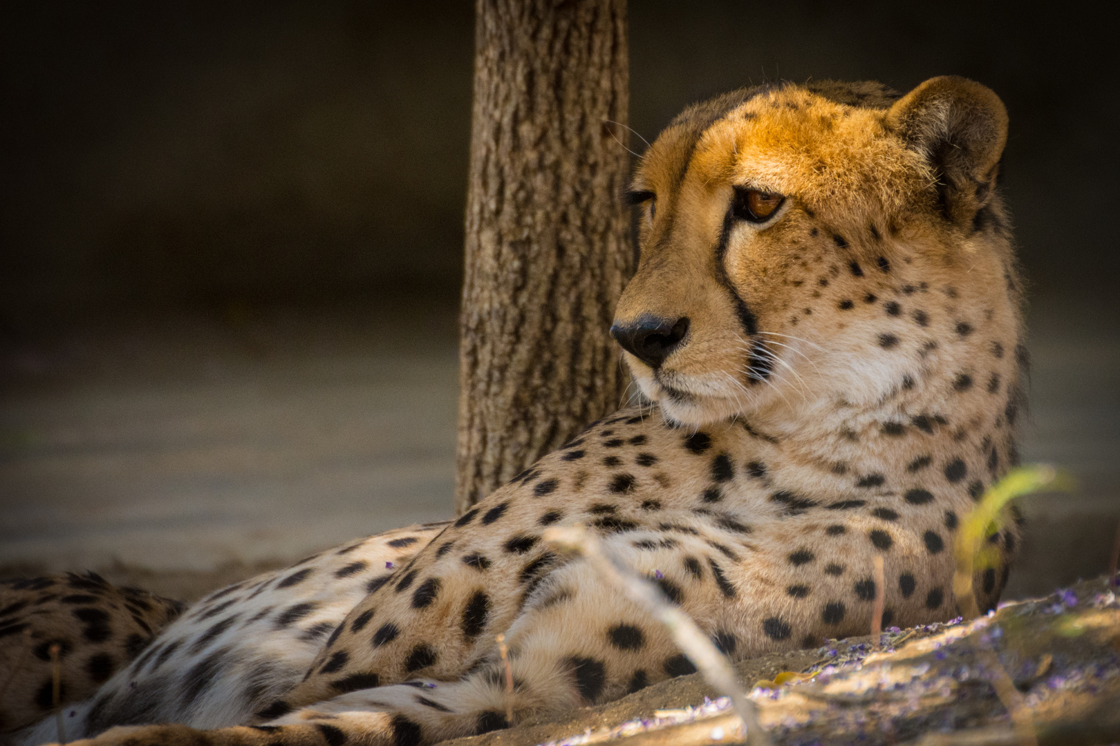 Gepard bei der Mittagsruhe