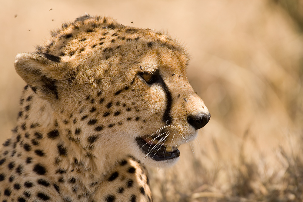 Gepard bei der Witterung