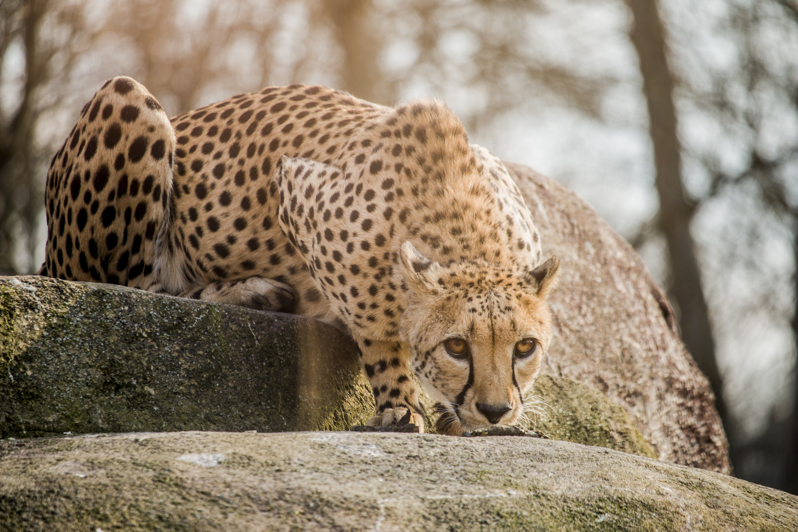 Gepard bei der Witterung Foto & Bild | tiere, zoo, wildpark & falknerei ...