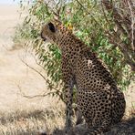 Gepard bei der Witterung II