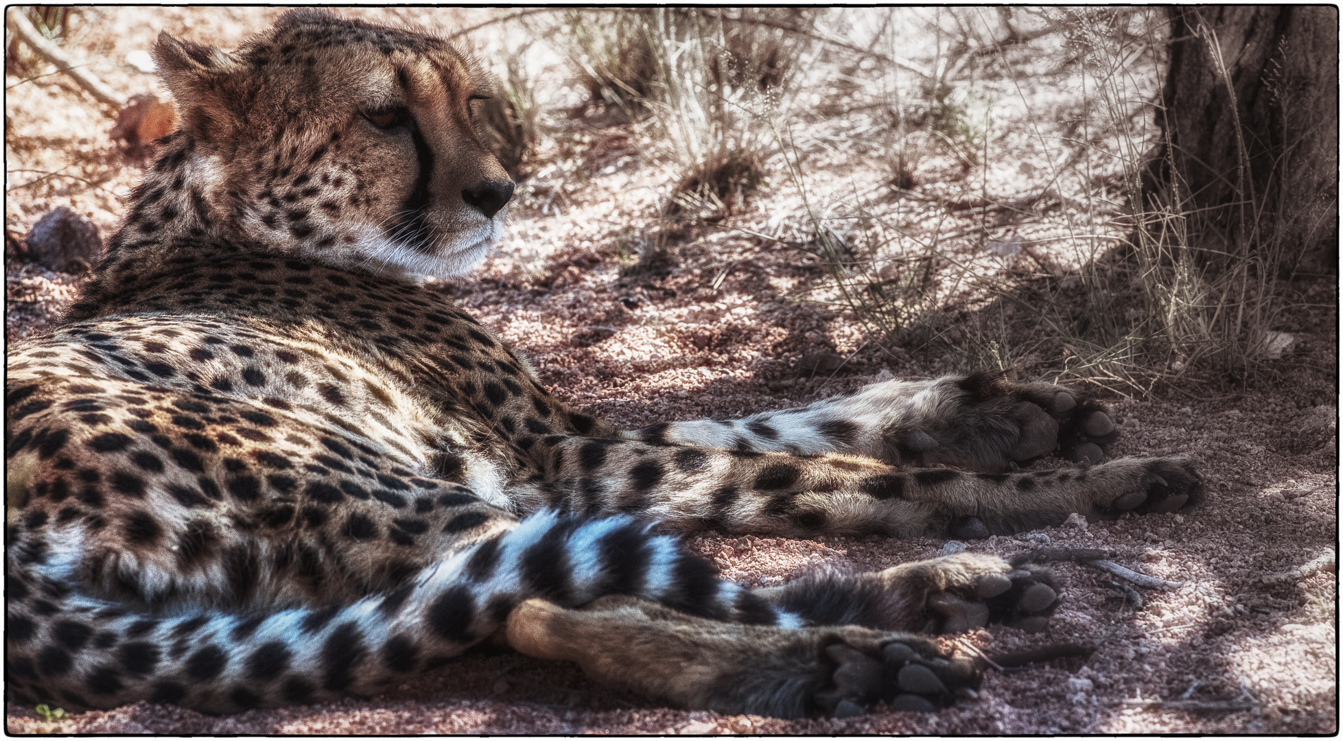 Gepard bei Hammerstein Lodge