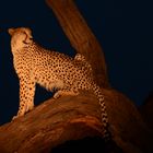 Gepard bei Nacht