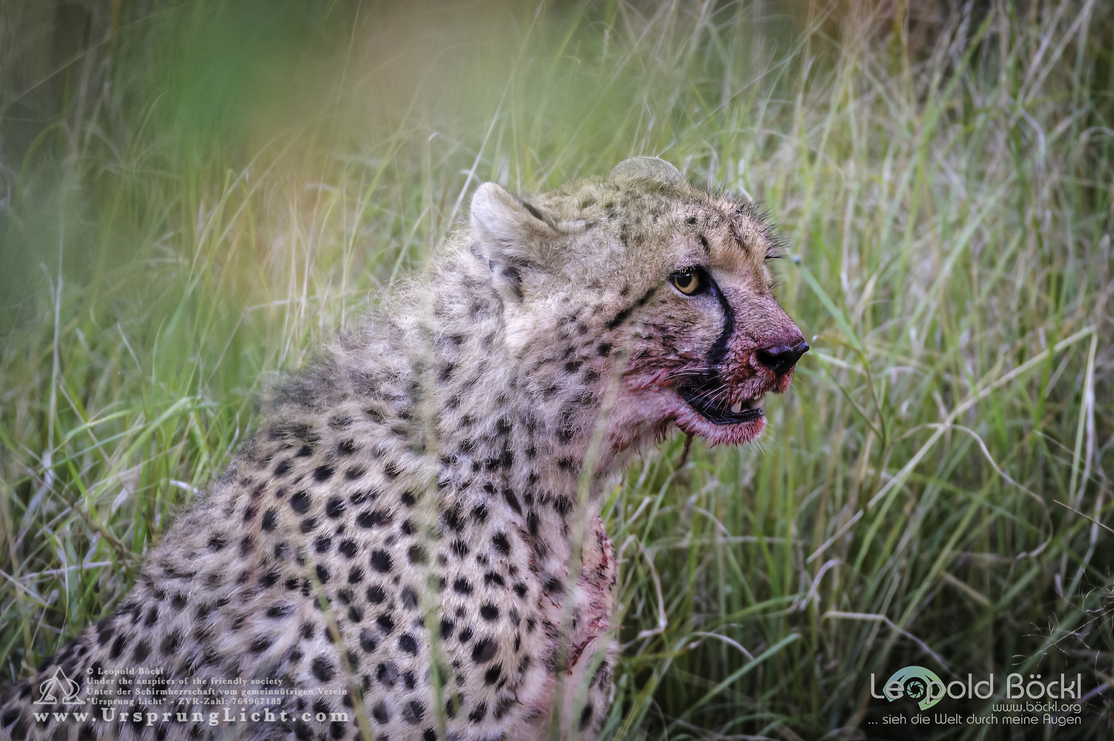 Gepard beim Abendessen