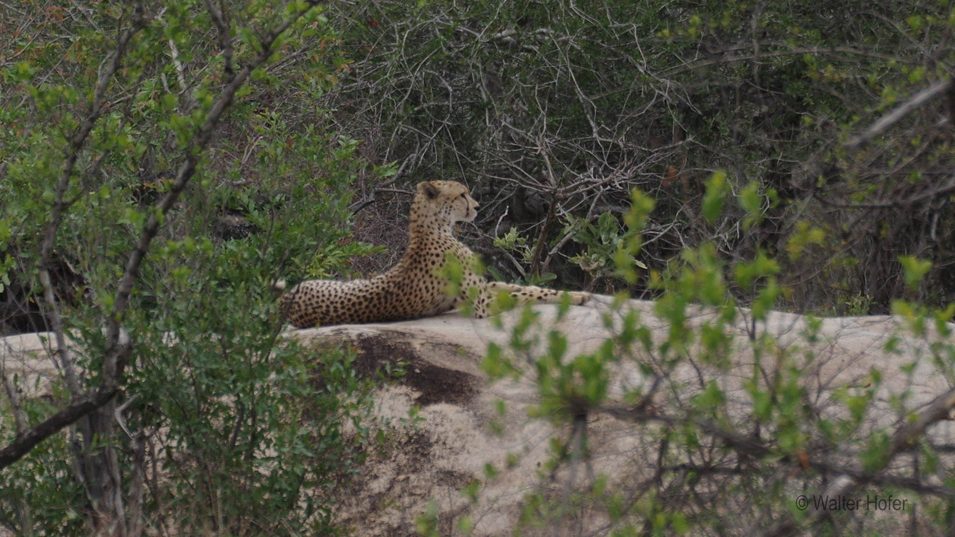 Gepard beim Ausruhen