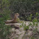 Gepard beim Ausruhen