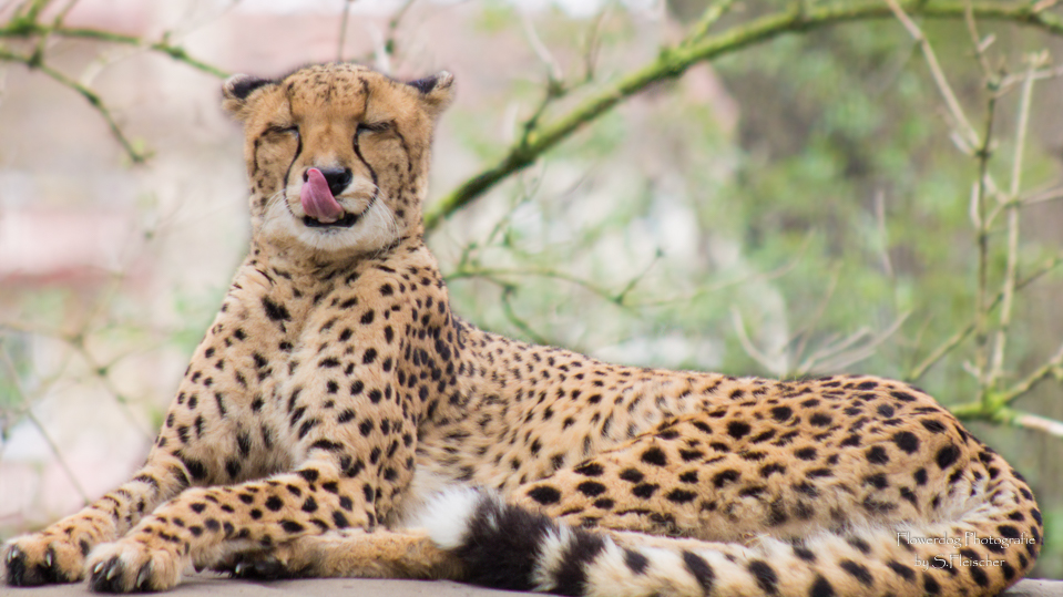 Gepard beim chillen