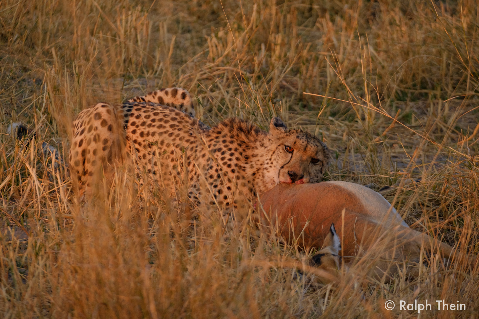 Gepard beim fressen