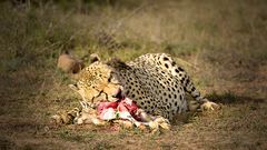 Gepard beim Frühstück