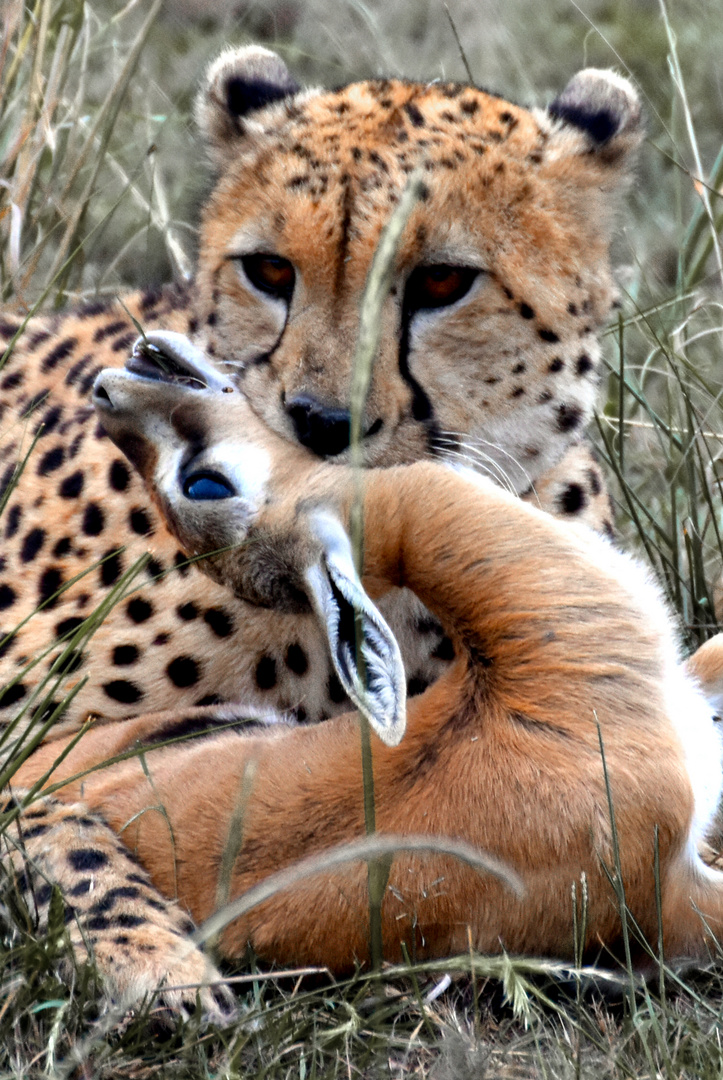 Gepard beim Frühstück in der Masai Mara