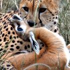 Gepard beim Frühstück in der Masai Mara