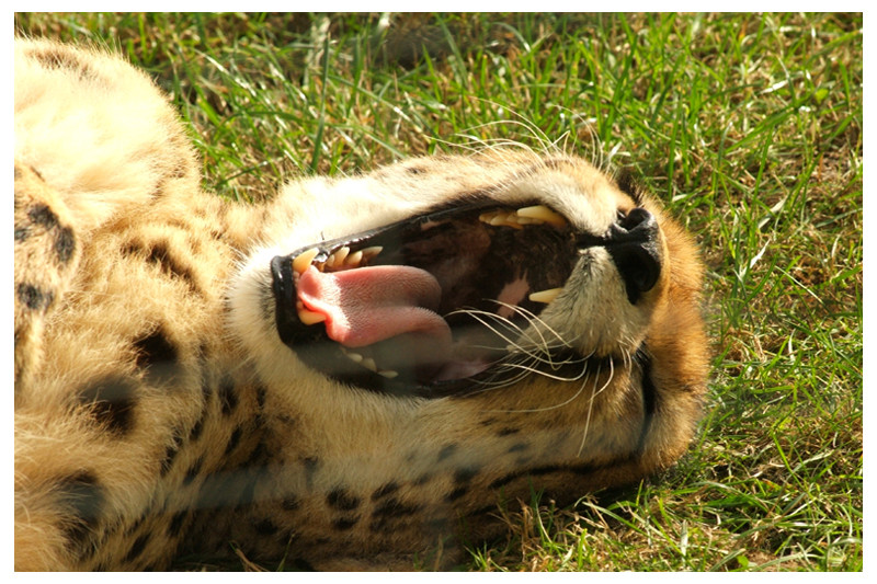 Gepard beim gähnen