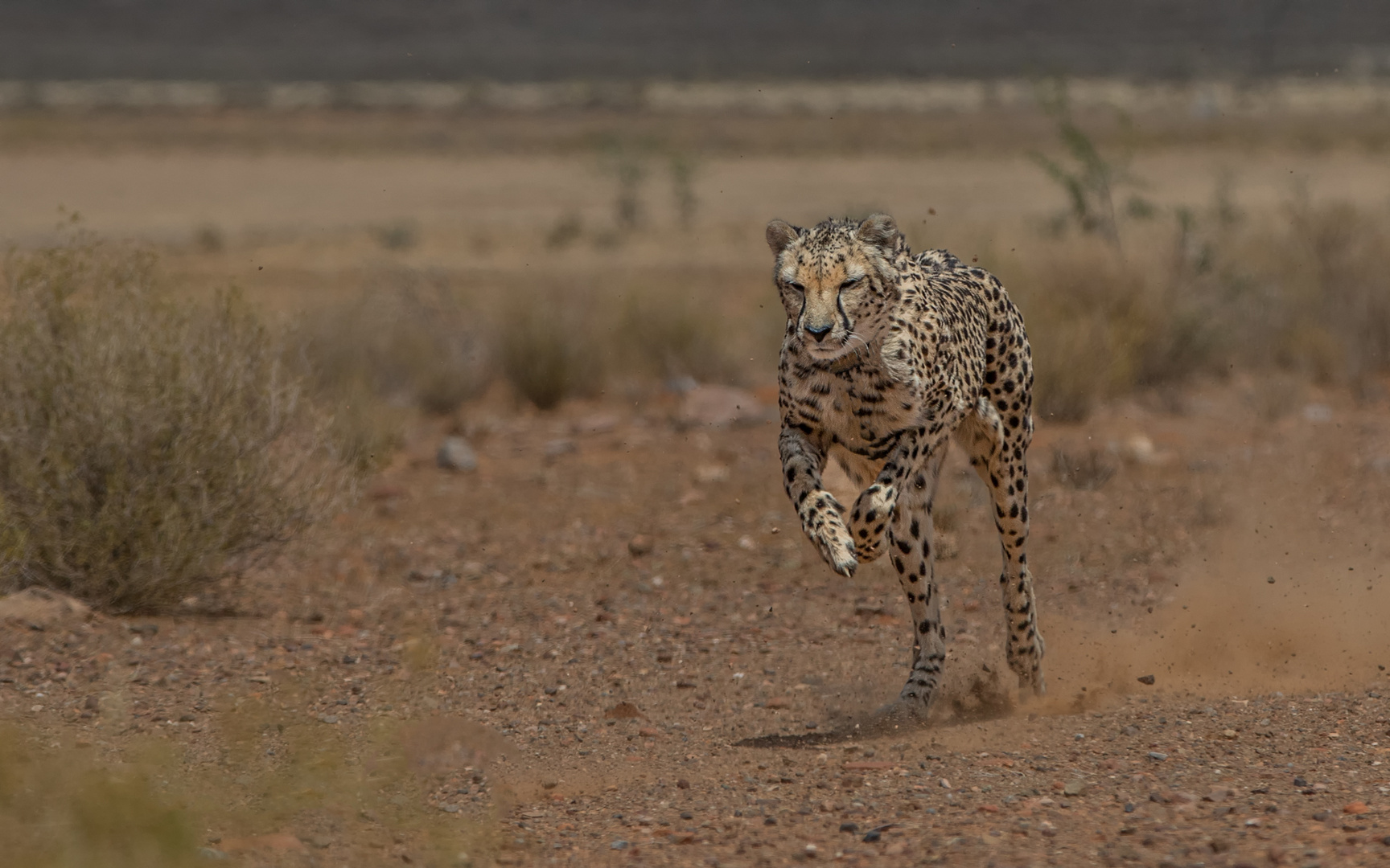 Gepard-beim Jagen 2