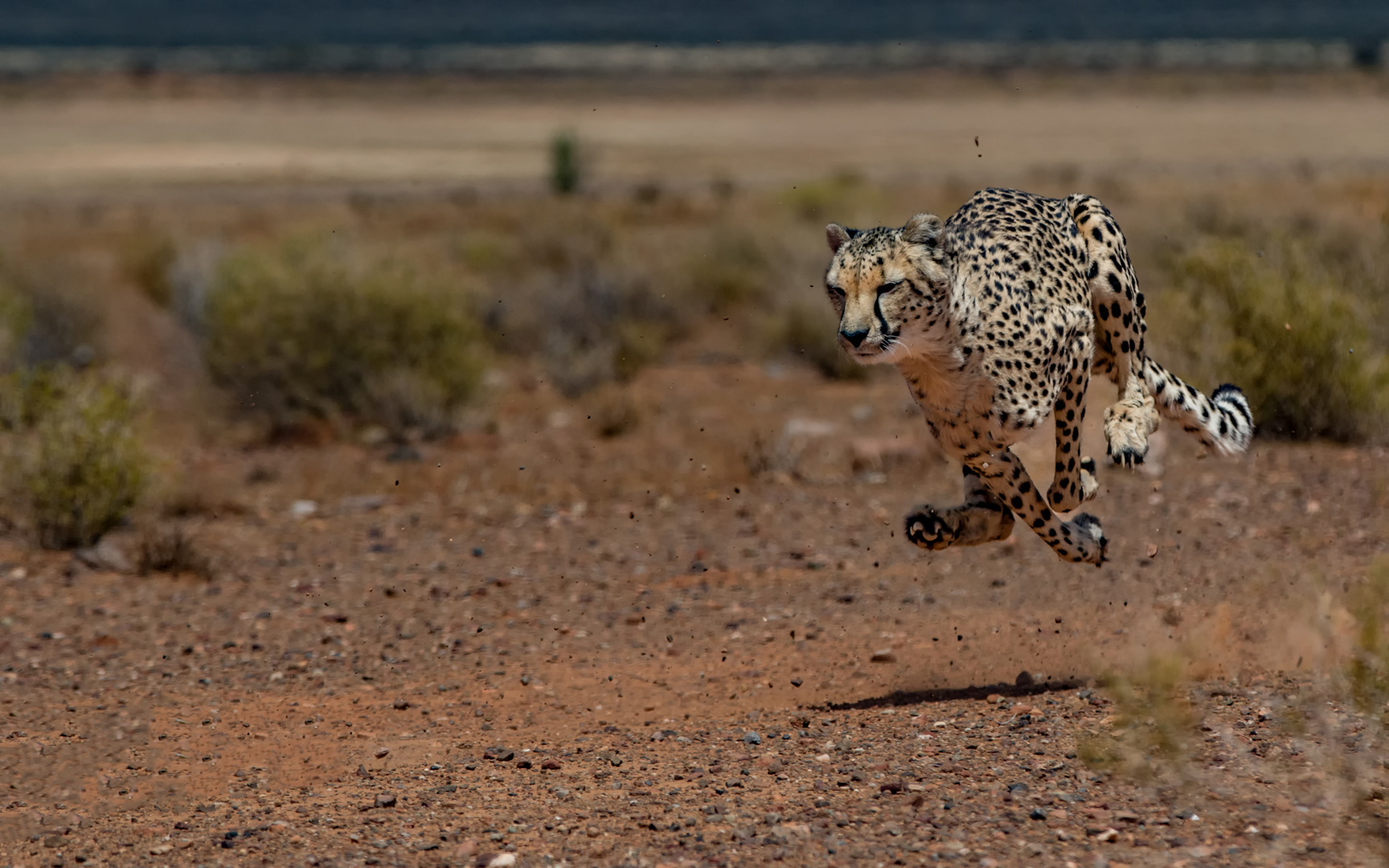 Gepard-beim Jagen