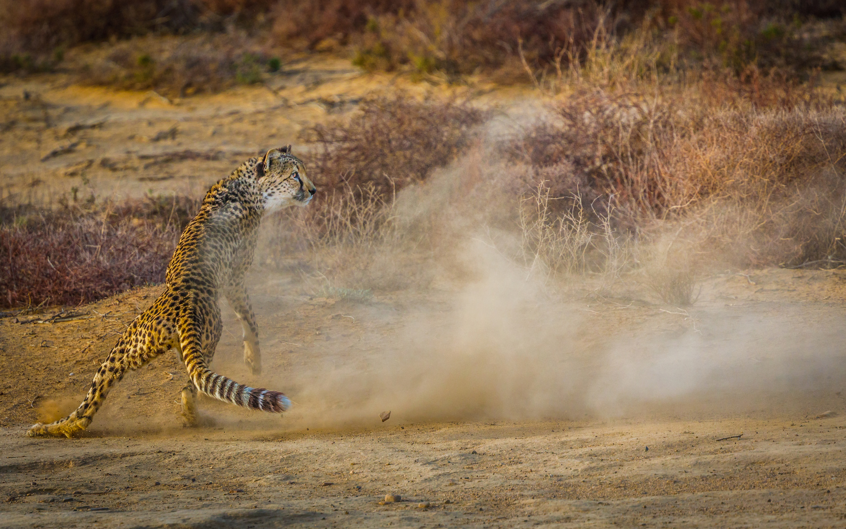 Gepard beim jagen (Südafrika)
