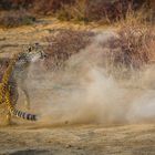 Gepard beim jagen (Südafrika)