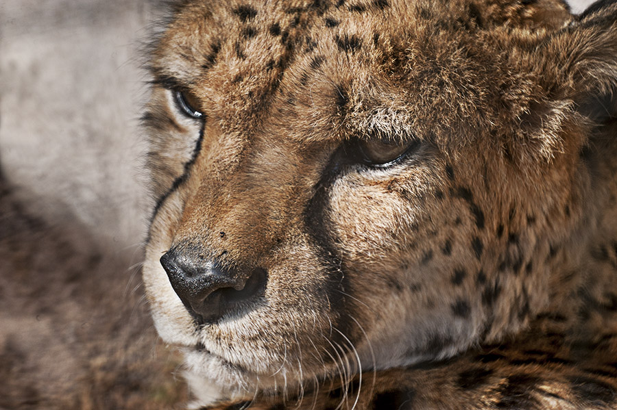 Gepard beim Sonnenbad