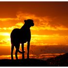 Gepard beim Sonnenuntergang