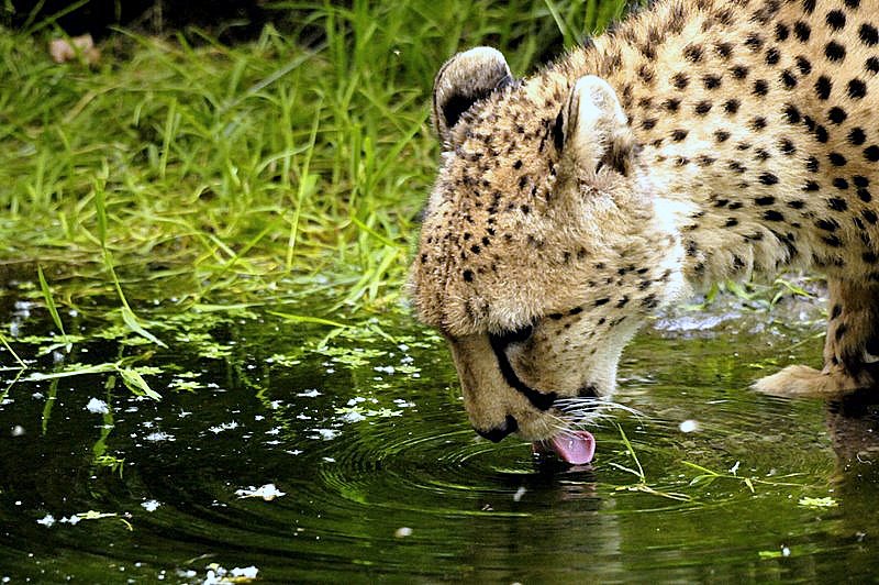 Gepard beim Trinken