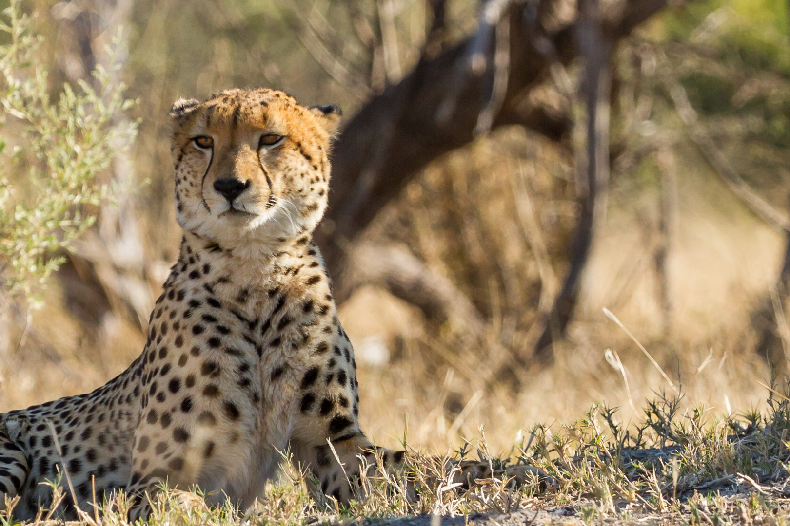 Gepard beoachtet die Umgebung