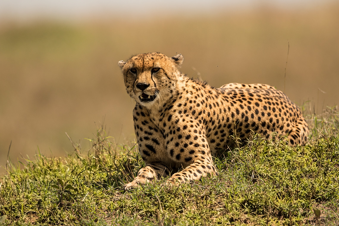 Gepard beobachtet die Savanne