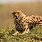 Gepard beobachtet die Savanne