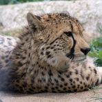 Gepard