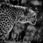 Gepard, black edit